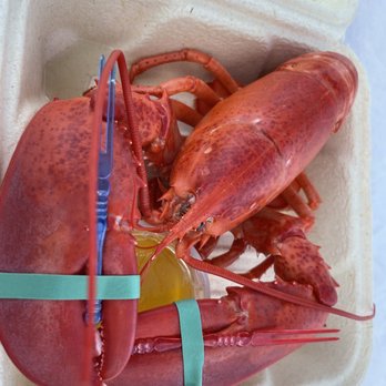 Happy Clam Shack - Soft Shell Lobster 1.5 lb ($24) - Delicious!! - Seafood Near Me - Bar Harbor, Maine Happy Clam Shack - Soft Shell Lobster 1.5 lb ($24) - Delicious!! - Seafood Near Me - Bar Harbor, Maine