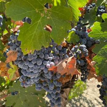 Serra Chapel - Grapes from the vineyards - Landmarks & Historical Buildings Near Me Serra Chapel - Grapes from the vineyards - Landmarks & Historical Buildings Near Me