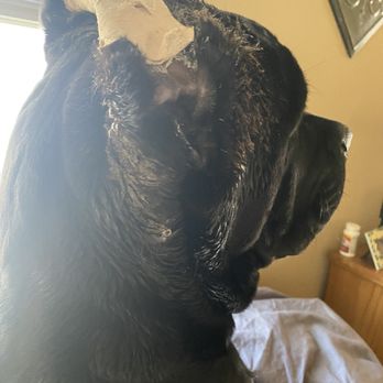 Ear Trim - Veterinarians Near Me - Spring, Texas Ear Trim - Veterinarians Near Me - Spring, Texas
