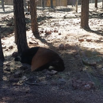 Bearizona - Bear - Zoos Near Me - Williams, Arizona Bearizona - Bear - Zoos Near Me - Williams, Arizona