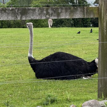 Fota Wildlife Park - Ostrich - Parks Near Me - Fota, Colorado