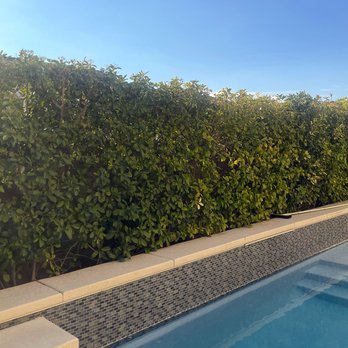 Vegas Landscaping Services - trimmed and styled - Gardeners Near Me - Las Vegas, Nevada