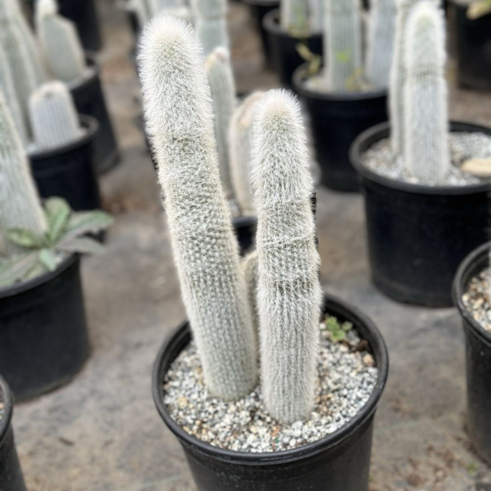 C&J Mini Nursery - Plants - Nurseries & Gardening Near Me - Gilroy, California C&J Mini Nursery - Plants - Nurseries & Gardening Near Me - Gilroy, California