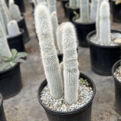 C&J Mini Nursery - Plants