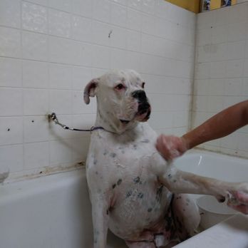 Dog's Day Out - Tank lol lol - Pet Groomers Near Me - Manteca, California Dog's Day Out - Tank lol lol - Pet Groomers Near Me - Manteca, California