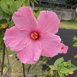 A beautiful flower for a beautiful person who just so happens to be the best physical therapist I have had for the past 4 years now. A beautiful flower for a beautiful person who just so happens to be the best physical therapist I have had for the past 4 years now.