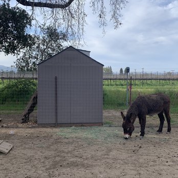 Oasis by Hoopes - The donkey. you can find out his name when you arrive - Wineries Near Me - Napa, California Oasis by Hoopes - The donkey. you can find out his name when you arrive - Wineries Near Me - Napa, California