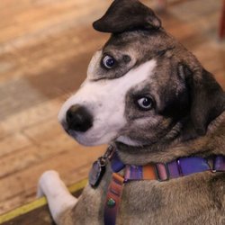 Village Idiot Brewing Company - Dog friendly