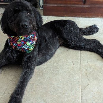 Swaggs - Meelo wearing rainbow dog love themed bandana very pleased with his full package groom from Swaggs - Pet Groomers Near Me - Agoura Hills, California Swaggs - Meelo wearing rainbow dog love themed bandana very pleased with his full package groom from Swaggs - Pet Groomers Near Me - Agoura Hills, California