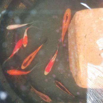 Petco - Without pond pebbles. - Pet Stores Near Me - Clovis, California