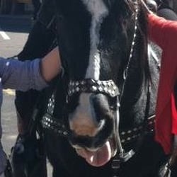 Arizona's Singing Cowboy