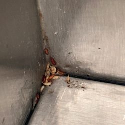 Menchie's Frozen Yogurt - Maggots