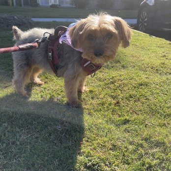 City Pet Grooming - My female with correct hair cut - Pet Groomers Near Me - Raleigh, North Carolina City Pet Grooming - My female with correct hair cut - Pet Groomers Near Me - Raleigh, North Carolina
