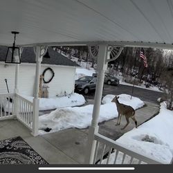 The Brindle and Blonde - A beautiful visitor this morning.