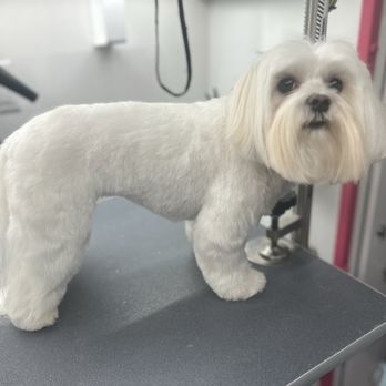Maggie's Mobile Paw Spa - Pet Groomers Near Me - Cincinnati, Ohio Maggie's Mobile Paw Spa - Pet Groomers Near Me - Cincinnati, Ohio