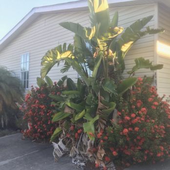 East Pasco Arbor - Before flowerbed clean out. - Tree Services Near Me - Zephyrhills, Florida East Pasco Arbor - Before flowerbed clean out. - Tree Services Near Me - Zephyrhills, Florida