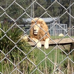 Mogo Zoo - Lion King