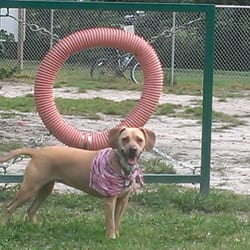 Salisbury Dog Park - A few pieces of agility equipment. Katie's favorite is the ramp.