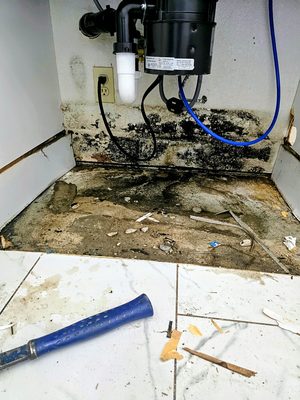 Mold Remediation - Mold Remediation Services Mold Remediation - Mold Remediation Services