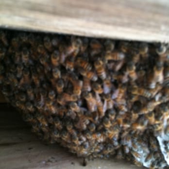 No Bugs - Finding these busy bees a new home - Pest Control Near Me - Valencia, California