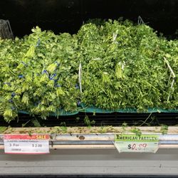 Cilantro 香菜 and Parsley 美國香菜