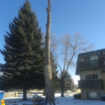 That Tree Guy - Big Cottonwood now a gigantic totem pole with the left lead dropped and on the ground. Time to get it to a floppable size. - Tree Services Near Me That Tree Guy - Big Cottonwood now a gigantic totem pole with the left lead dropped and on the ground. Time to get it to a floppable size. - Tree Services Near Me