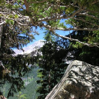 Mount Rainier National Park - Thru the trees - Parks Near Me - Ashford, Washington Mount Rainier National Park - Thru the trees - Parks Near Me - Ashford, Washington