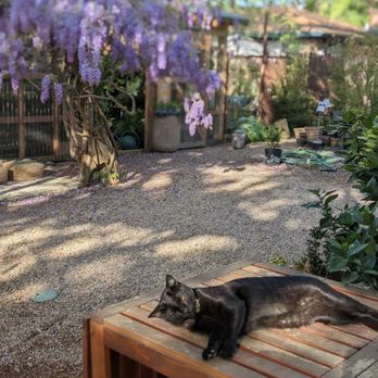 Barton Springs Nursery - Resident cat and gorgeous blooming wisteria - Nurseries & Gardening Near Me - Austin, Texas