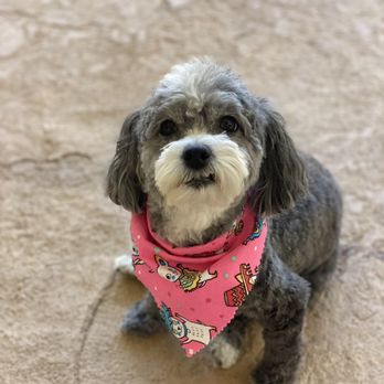 Hairy Hounds - Pet Groomers Near Me - Oakley, California