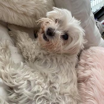Dr Marchi - Pet Euthanasia at Home - Veterinarians Near Me - Long Beach, California Dr Marchi - Pet Euthanasia at Home - Veterinarians Near Me - Long Beach, California