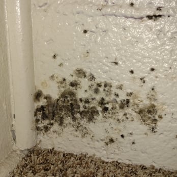 Gorelick Real Estate Advisors - Black mold found in Gorelick Real Estate apt #9 on Caliente St, NV. - Apartments Near Me - Reno, Nevada