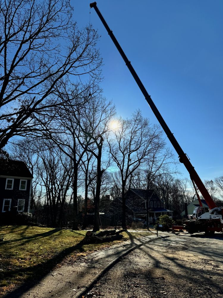 Tree Sons Tree Service - tree service in Northborough, MA