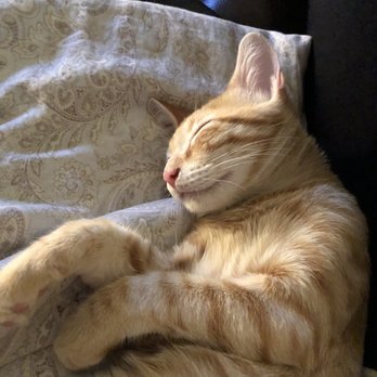 Spay Neuter Network - Here's Tuna, heavily medicated post-surgery. - Veterinarians Near Me - Dallas, Texas Spay Neuter Network - Here's Tuna, heavily medicated post-surgery. - Veterinarians Near Me - Dallas, Texas