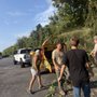 Devine’s tree service 