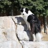 Edson's Mobile Dog Grooming and Spa gift card