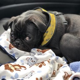 Kevin exhausted after a full day of playtime! Kevin exhausted after a full day of playtime!