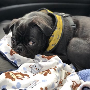 Sunset Barquis - Kevin exhausted after a full day of playtime! - Pet Groomers Near Me - LOS ANGELES, California Sunset Barquis - Kevin exhausted after a full day of playtime! - Pet Groomers Near Me - LOS ANGELES, California