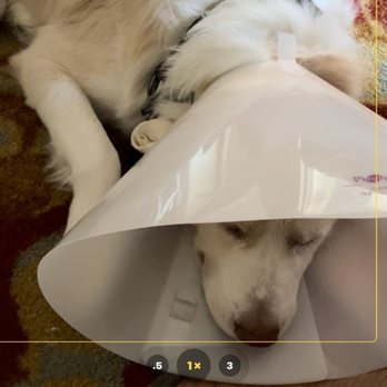 Texas Humane Heroes - Bobo resting at home post operatively. - Animal Shelters Near Me - Leander, Texas Texas Humane Heroes - Bobo resting at home post operatively. - Animal Shelters Near Me - Leander, Texas