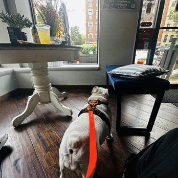Common Good Harlem - Dog friendly Cafe - Cafes Near Me - New York, New York
