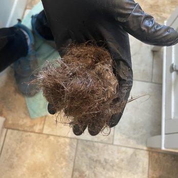 Taz Plumbing - Hair pulled out of our drain - Plumbing Near Me Taz Plumbing - Hair pulled out of our drain - Plumbing Near Me