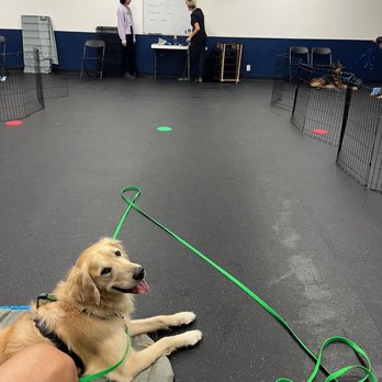 Clickstart Dog Training Academy - Baloo paying attention to the lesson during collage at Clickstart. - Pet Training Near Me - Lake Forest, California