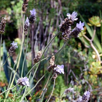 Amir's Garden - Parks Near Me - Los Angeles, California