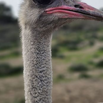 Ostrichland USA - Attraction Farms Near Me - Solvang, California Ostrichland USA - Attraction Farms Near Me - Solvang, California