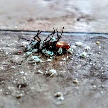 Ampulex Environmental Solutions - Cockroach Infestation Conquered! Affordable & guaranteed Cockroach Control. - Pest Control Near Me - Oxford, Ohio