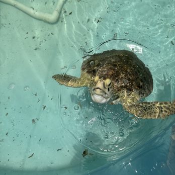 The Turtle Hospital - Veterinarians Near Me - Marathon, Florida The Turtle Hospital - Veterinarians Near Me - Marathon, Florida