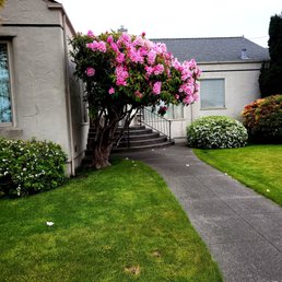 A flowering rhododendren on G near Henderson, on the walk to the Japan store..