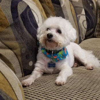 Whiskers - Winston - Pet Groomers Near Me - Chatsworth, California