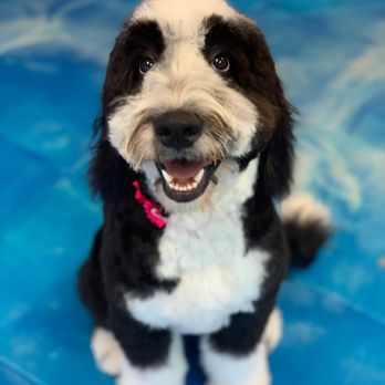 PrisSea Paws - Bernadoodle - Pet Groomers Near Me - Nokomis, Florida