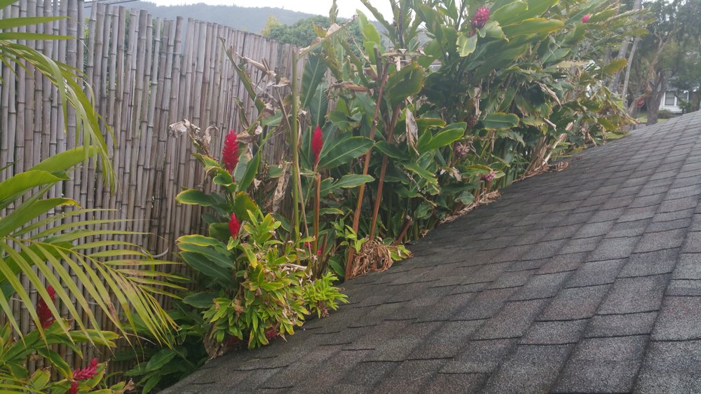 VITALPREP Updated October 2024 17 Photos 4725 Bougainville Dr, Honolulu, Hawaii Pest