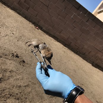 Bryant Pest Management - Pest Control Near Me Bryant Pest Management - Pest Control Near Me